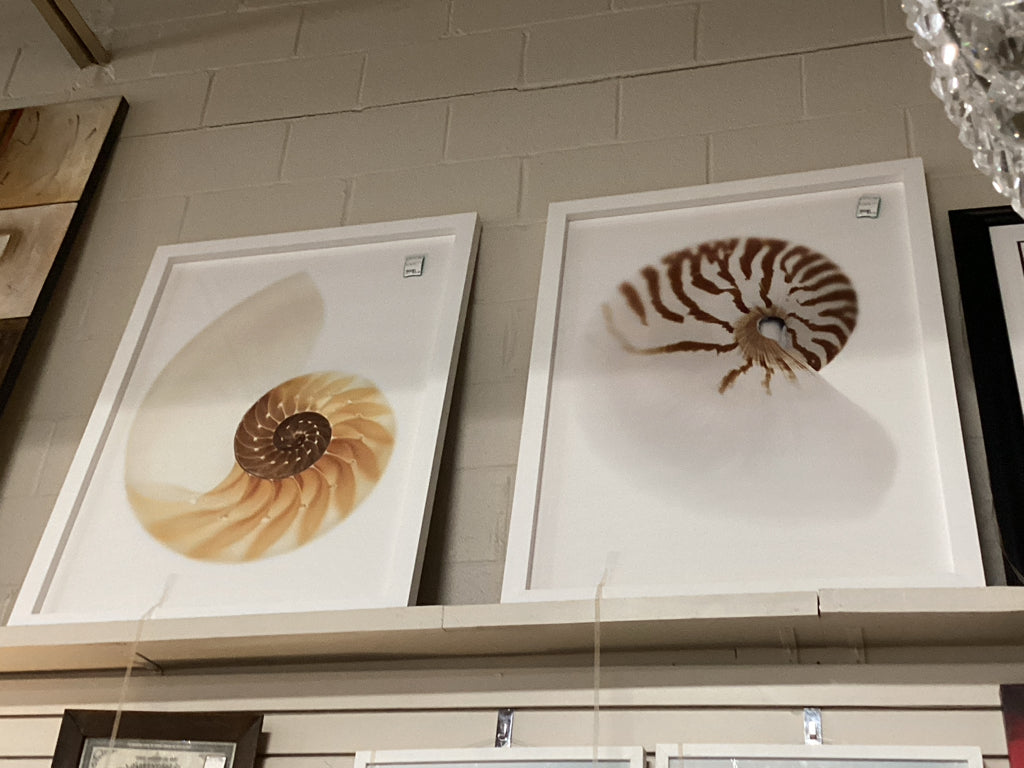 Art / sea shell in white frame 30 x 40