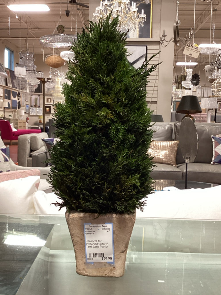 Uttermost 16" Preserved Cedar in Terra Cotta Planter