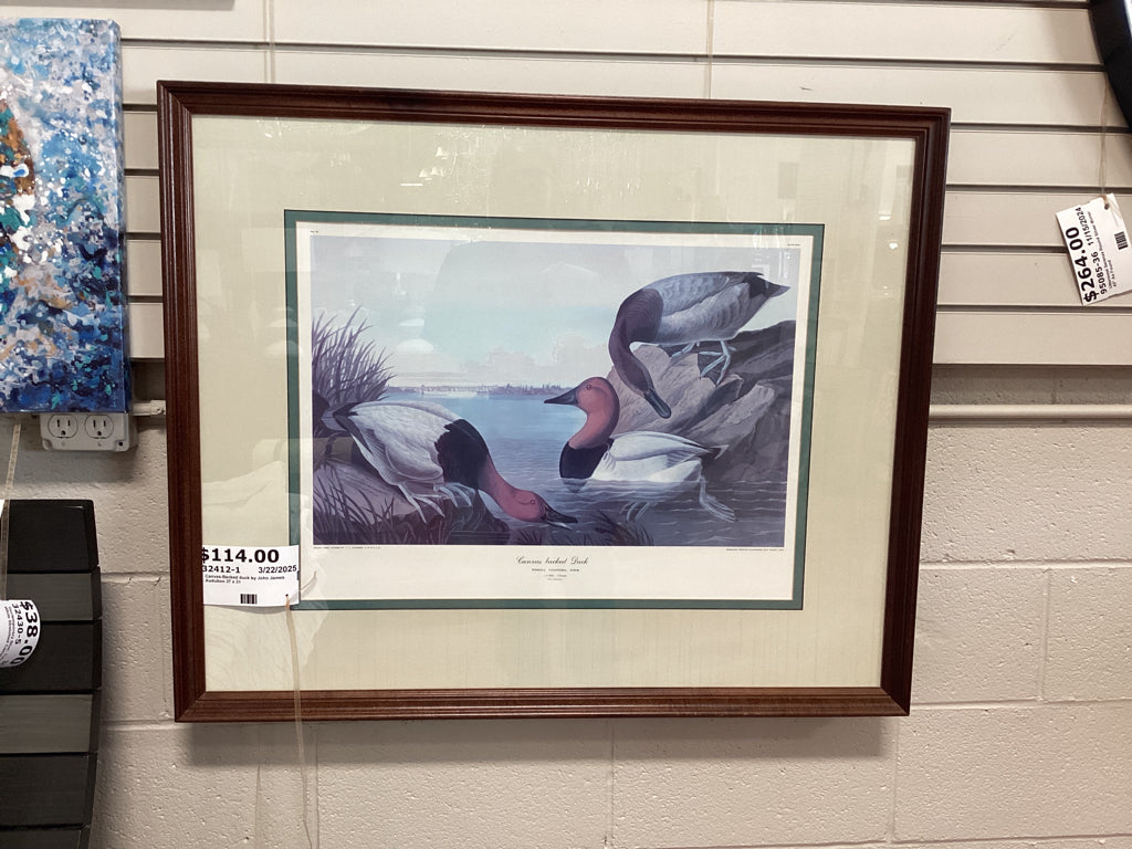 Canvas-Backed duck by John James Audubon 37 x 31