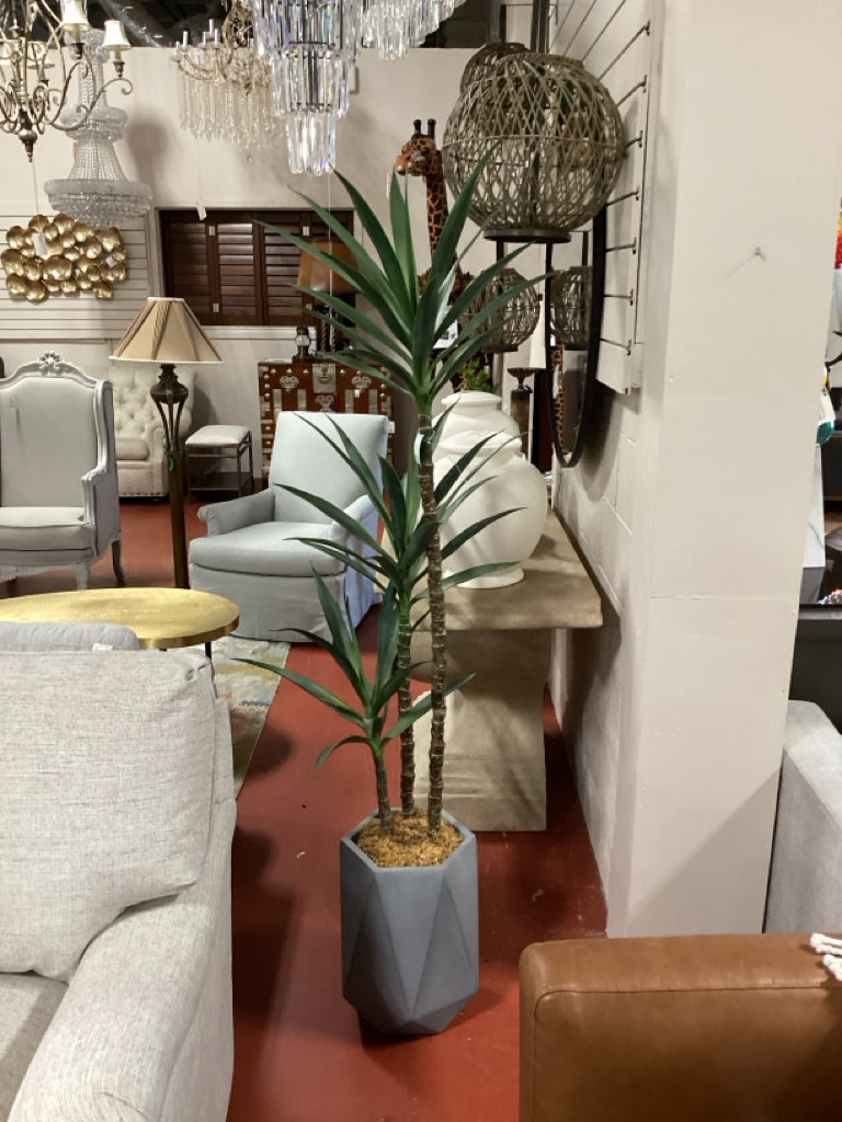 Yucca Plant in Grey