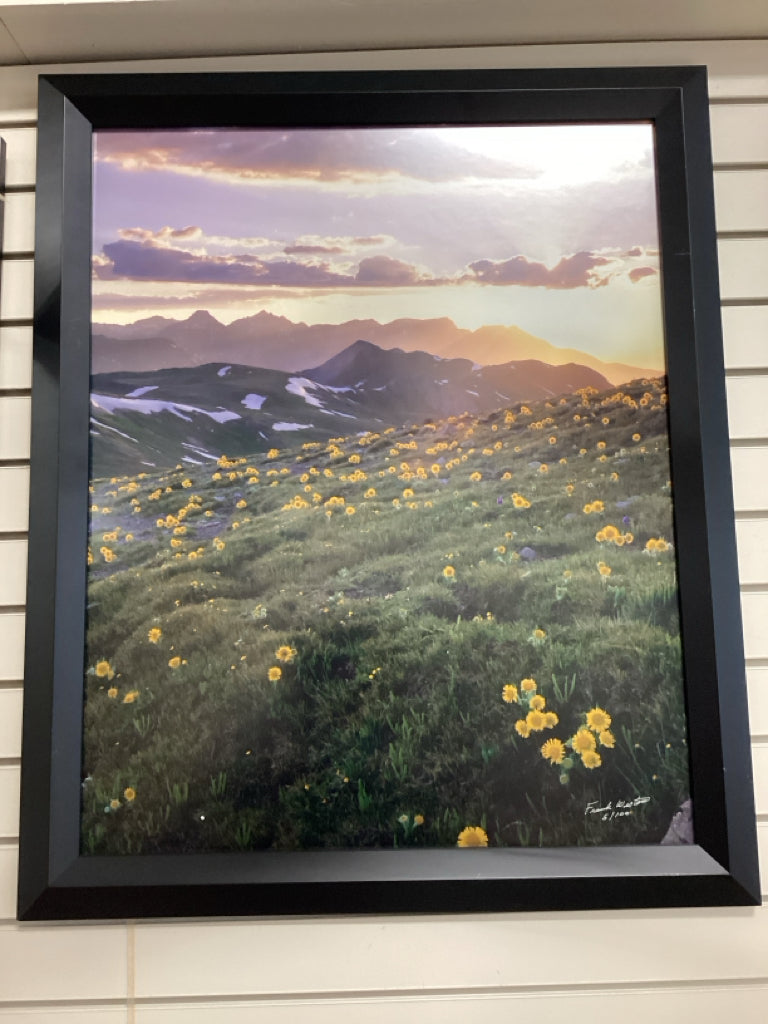Frank Weston Limited Edition Alpine Sunflower Framed Print 29 X 35