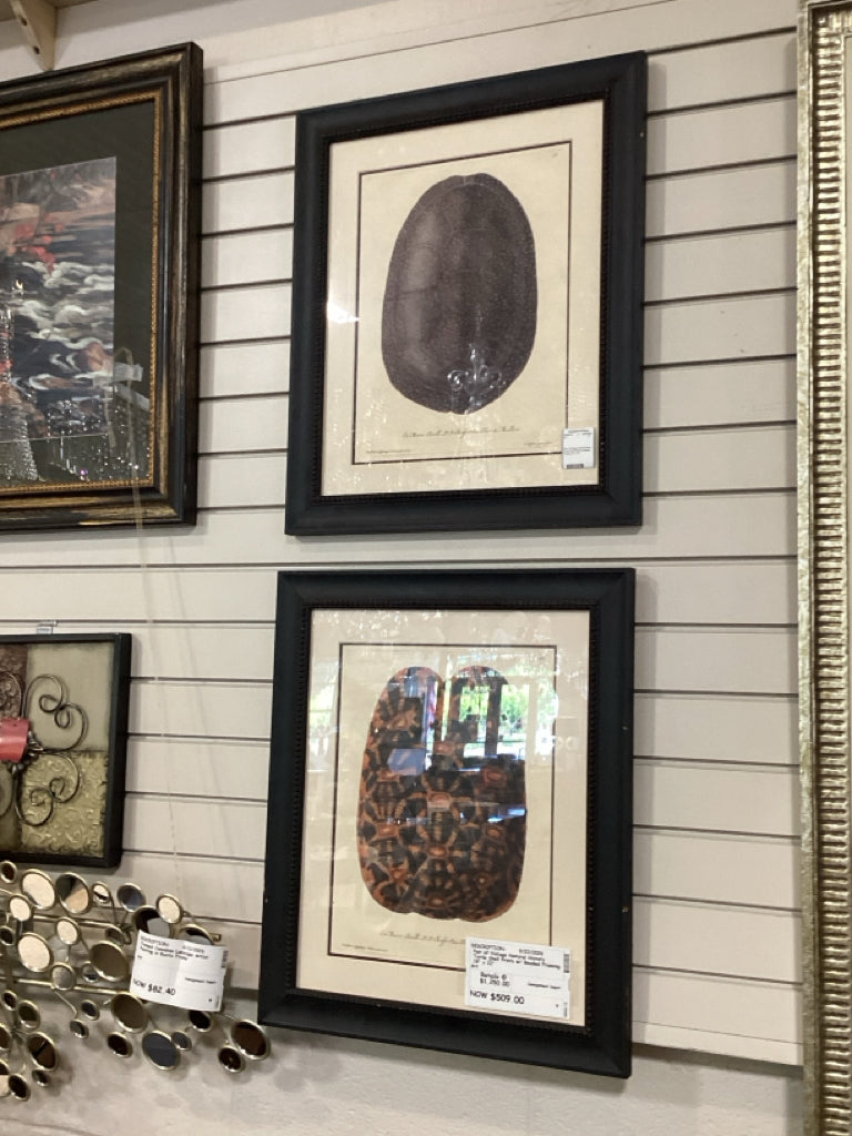 Pair of Vintage Natural History Turtle Shell Prints w/ Beaded Framing 18" x 22"