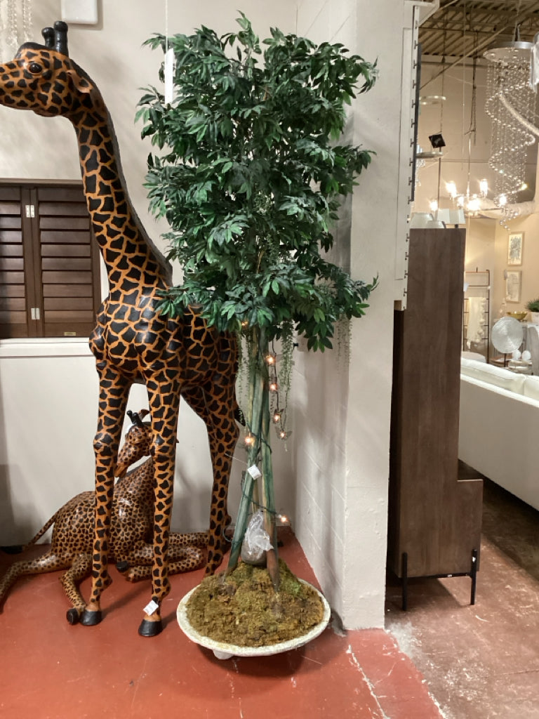 Ficus tree in white planter 8' tall