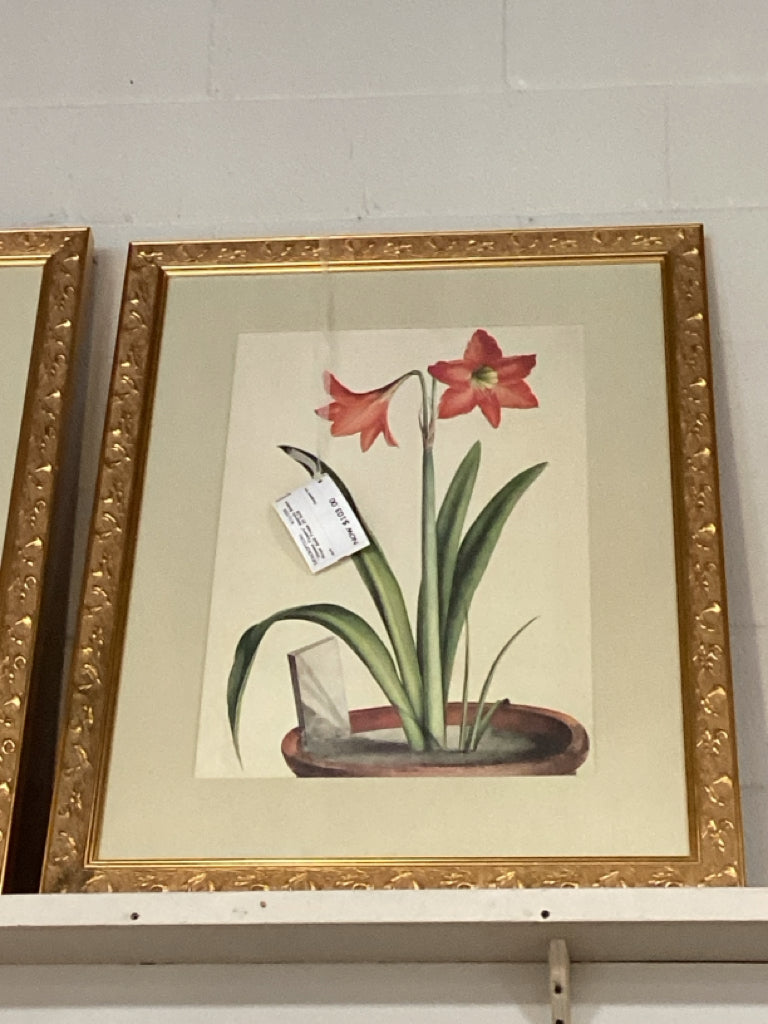 "Simons Flowers" Amarylis Botanical Print Gold Frame 29.5x38