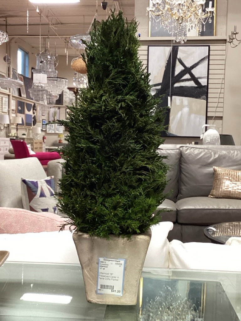 Uttermost 18" Preserved Cedar in Terra Cotta Planter