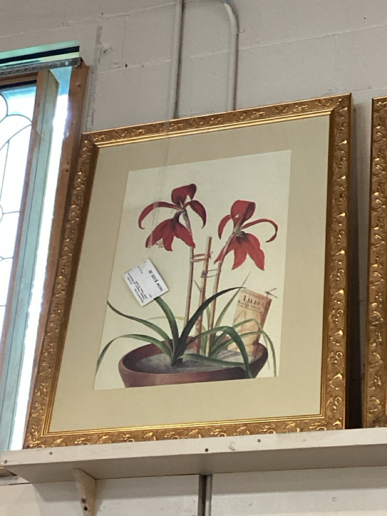 "Simons Flowers" Lilio Botanical Print Gold Frame 29.5x38